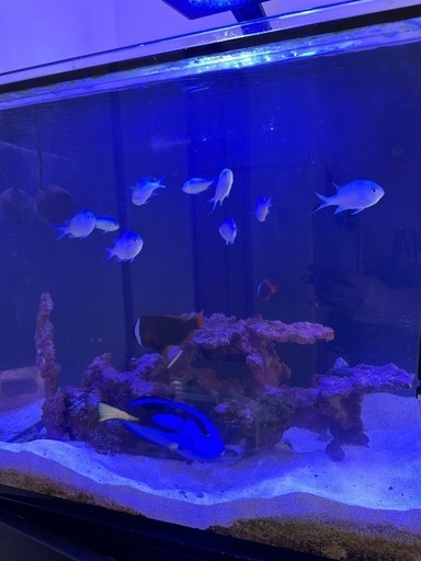 海水魚
