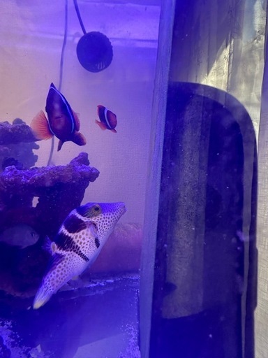 海水魚