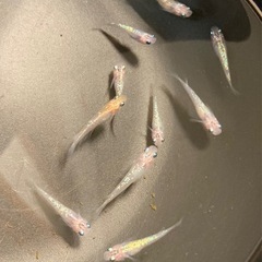 改良メダカ  若魚  10匹  ✨夜桜✨の画像