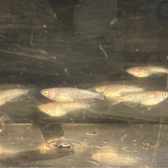 改良メダカ  若魚  10匹  ✨夜桜✨の画像