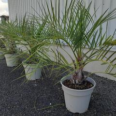 耐寒性　ココスヤシ　多数の画像