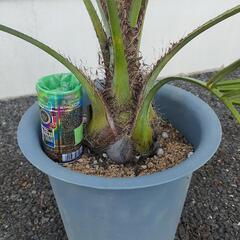 耐寒性　ココスヤシ　多数の画像