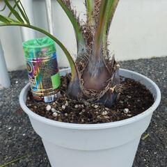 耐寒性　ココスヤシ　多数の画像