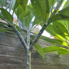 プルメリア挿し木の画像
