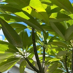 プルメリア挿し木の画像