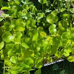 ☘️わさわさ☘️ウォーターマッシュルームの森の画像