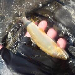 天然鮎 15匹まで可能