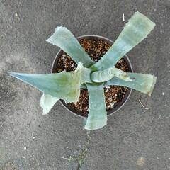 アガベ　品種不明の画像