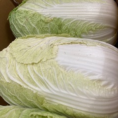 白菜　中玉　¥194 あと4個の画像