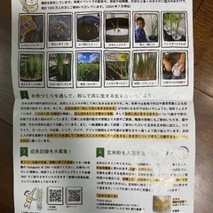 【差し上げます】一億人の稲づくり一鉢運動/米　稲の画像