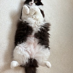 片目にハンデがあるミックス？お兄ちゃん猫です🐾