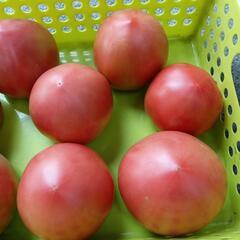 トマト🍅　8玉の画像