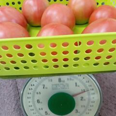 トマト🍅　8玉の画像