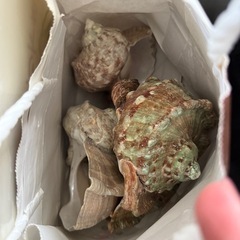 浮き玉や、貝、etc..の画像