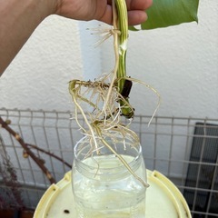 モンステラ斑入り白多めの画像