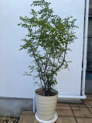 シマトネリコ　160センチ