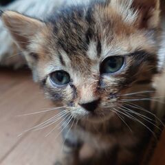 子猫を保護しました（クロネコとアメショーぽいキジトラ子猫）
