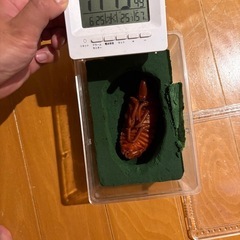 (子供用の方は価格下げます)コーカサスオオカブト♂92ミリ羽化8月15日の画像
