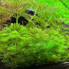 水草各種10円からの画像