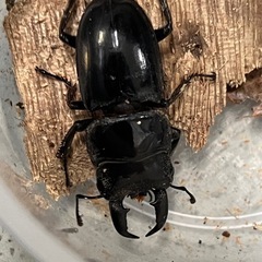 ヒラタクワガタorコクワガタの画像