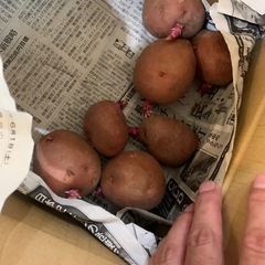 アンデスレッド種芋　ジャガイモ
の画像