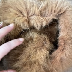 マフラーまとめ（４本）の画像