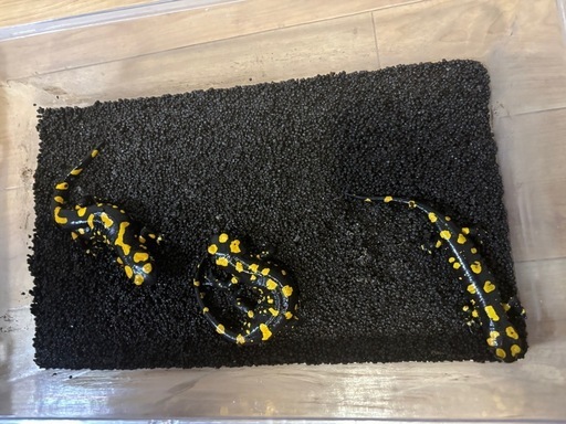 ファイアサラマンダートリオ