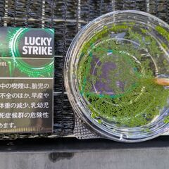 ミジンコ浮き草（めだかのオヤツ）の画像