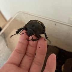 カブトムシ♀【お話中】の画像