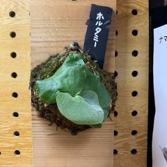 ビカクシダBTSS オマケ付き(ホルタミー
)の画像