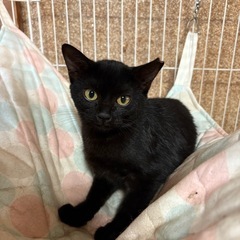 【お話し中です】人慣れ気味な鍵しっぽ黒ちゃん　3ヶ月半〜4ヶ月