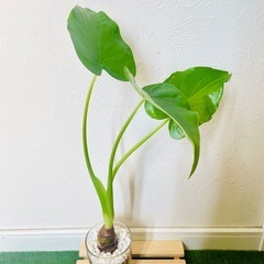 シマクワズイモ　観葉植物　ハイドロカルチャーの画像