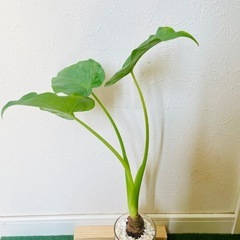 シマクワズイモ　観葉植物　ハイドロカルチャーの画像