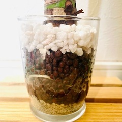シマクワズイモ　観葉植物　ハイドロカルチャーの画像