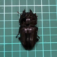 【ネット決済 配送可】 能勢YG 国産オオクワガタ ♂1♀1 計2匹 75.4 51.3
の画像