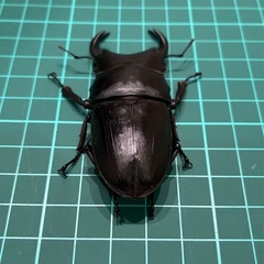 【ネット決済 配送可】 能勢YG 国産オオクワガタ ♂1♀1 計2匹 75.4 51.3
の画像