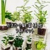 ランキングキーワードに紐づく投稿画像-多肉植物
