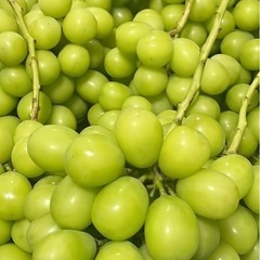 山梨県産シャインマスカットの画像