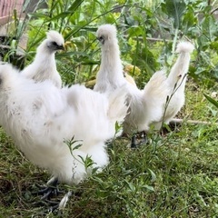 烏骨鶏♀1歳4羽【里親募集】よく卵を産む穏やかで元気な子たちです...