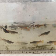 ★高級メダカ🐟　マリモヤ　コブラキッシング　ワイドフィン名のメダカ🐟　3〜7㍉前後？稚魚〜幼魚🐟　😁　200匹位　2名様　9月3日(水)〜4日(木)(AM9時30分〜17時00分迄)の画像