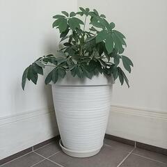 鉢(観葉植物)の画像
