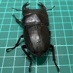 【ネット決済 配送可】 能勢YG 国産オオクワガタ ♂1♀1 計2匹 80.3 51.5の画像