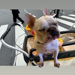ミニバス　散歩車　あげますの画像