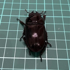 【ネット決済 配送可】 能勢YG 国産オオクワガタ ♂1♀1 計2匹 80.3 51.5の画像