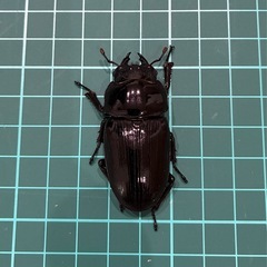 【ネット決済 配送可】 能勢YG 国産オオクワガタ ♂1♀1 計2匹 80.3 51.5の画像