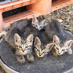 子猫　里親急募　4匹　猫　野良猫