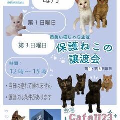 突然飼い主さんが亡くなられ、現場に残された女の子達【9月7日(日曜日)　🌟久留米市上津カフェ1123さん🌟譲渡会🌟】 - 久留米市
