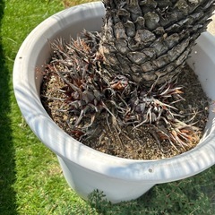 引き渡し先決定】蘇轍 ソテツ 子株付