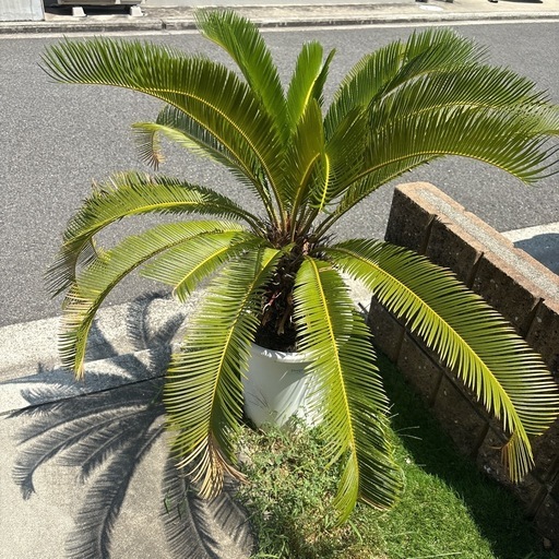 【引き渡し先決定】蘇轍 ソテツ 子株付