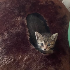 ゼロ歳 子猫グレー